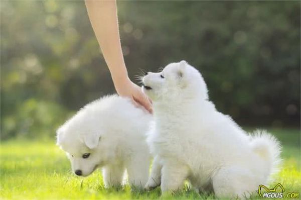 由幼犬粮转为成犬粮，是狗必经的换粮之路，但这些常见问题要注意