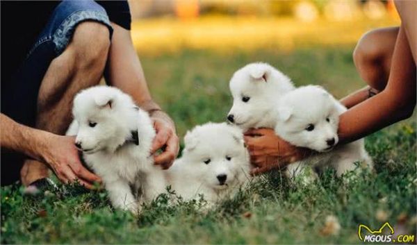 由幼犬粮转为成犬粮，是狗必经的换粮之路，但这些常见问题要注意