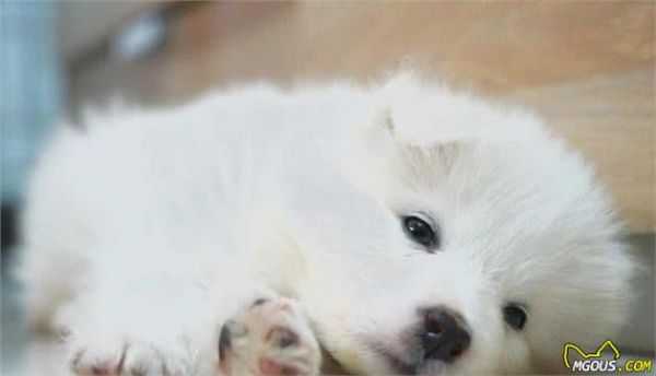 由幼犬粮转为成犬粮，是狗必经的换粮之路，但这些常见问题要注意