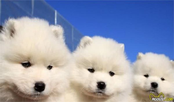 由幼犬粮转为成犬粮，是狗必经的换粮之路，但这些常见问题要注意
