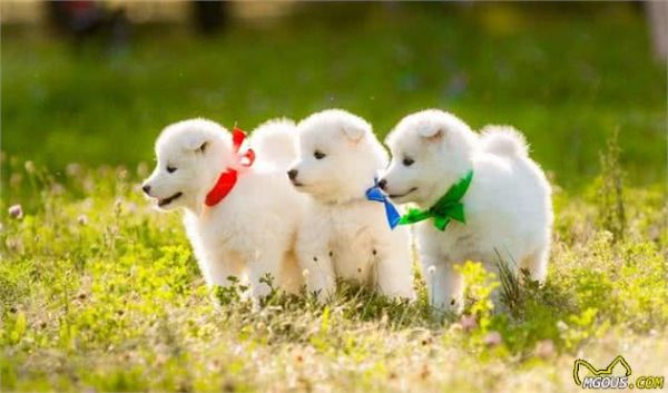 由幼犬粮转为成犬粮，是狗必经的换粮之路，但这些常见问题要注意