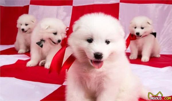 由幼犬粮转为成犬粮，是狗必经的换粮之路，但这些常见问题要注意