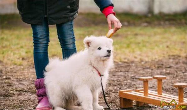 由幼犬粮转为成犬粮，是狗必经的换粮之路，但这些常见问题要注意