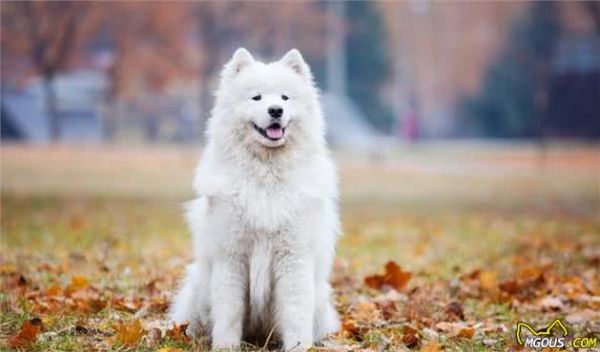 由幼犬粮转为成犬粮，是狗必经的换粮之路，但这些常见问题要注意
