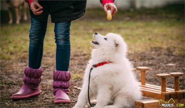 由幼犬粮转为成犬粮，是狗必经的换粮之路，但这些常见问题要注意