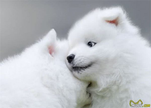 由幼犬粮转为成犬粮，是狗必经的换粮之路，但这些常见问题要注意