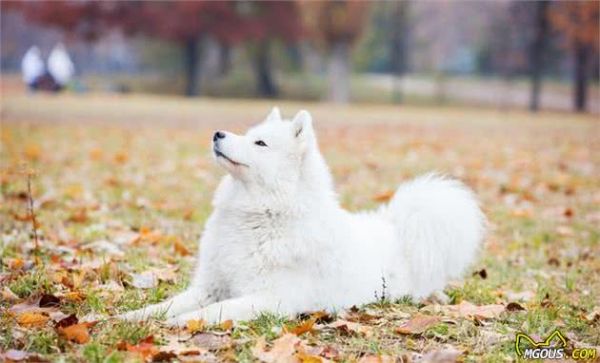 由幼犬粮转为成犬粮，是狗必经的换粮之路，但这些常见问题要注意
