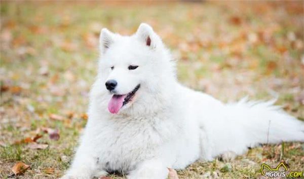 由幼犬粮转为成犬粮，是狗必经的换粮之路，但这些常见问题要注意