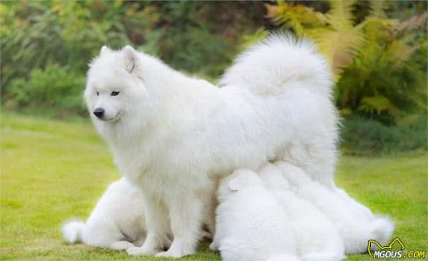 由幼犬粮转为成犬粮，是狗必经的换粮之路，但这些常见问题要注意