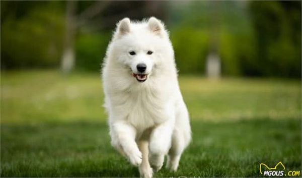 由幼犬粮转为成犬粮，是狗必经的换粮之路，但这些常见问题要注意
