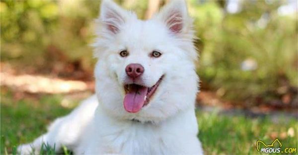 犬粮不能一成不变，成长4个阶段要这样吃