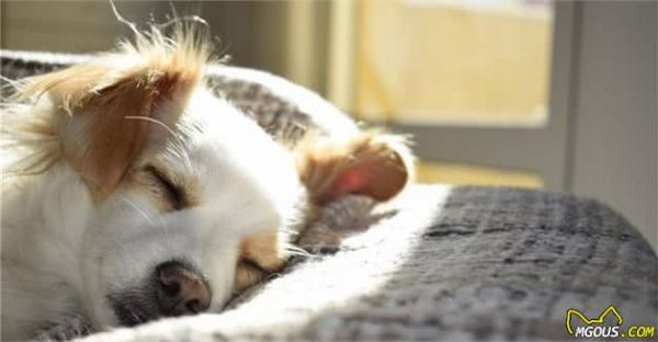 犬粮不能一成不变，成长4个阶段要这样吃