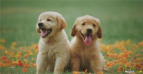 犬粮不能一成不变，成长4个阶段要这样吃