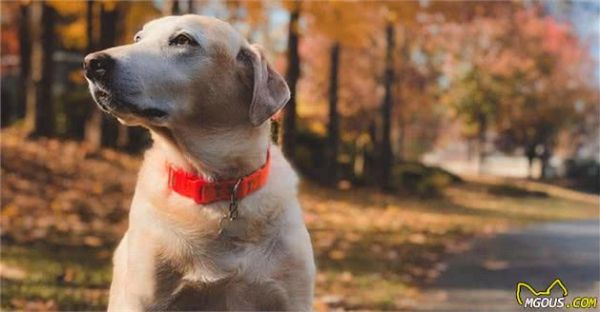 犬粮不能一成不变，成长4个阶段要这样吃