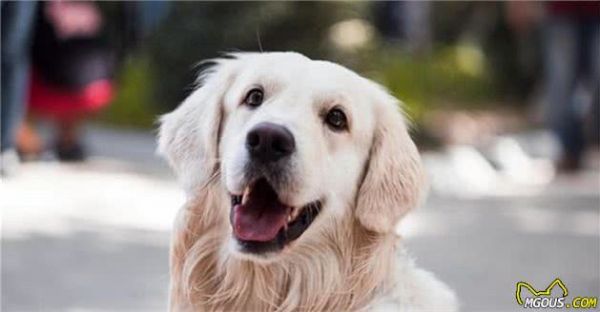 犬粮不能一成不变，成长4个阶段要这样吃