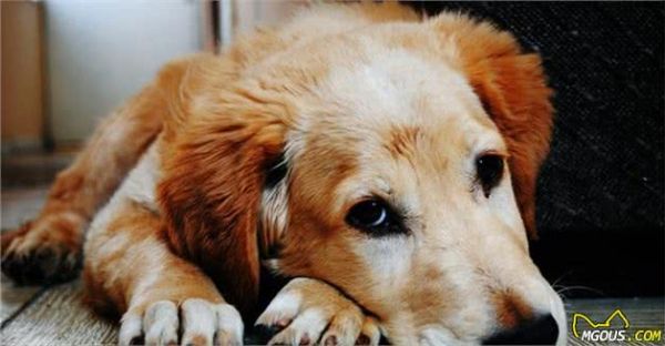 犬粮不能一成不变，成长4个阶段要这样吃