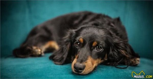 犬粮不能一成不变，成长4个阶段要这样吃