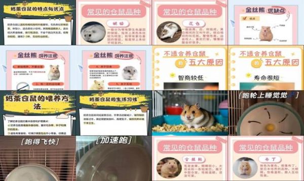奶茶仓鼠的缺点