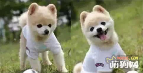 狗狗美容的最全问答，让狗狗们更健康！