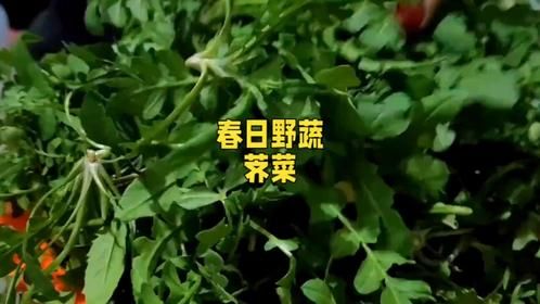 春日蔬菜：荠菜