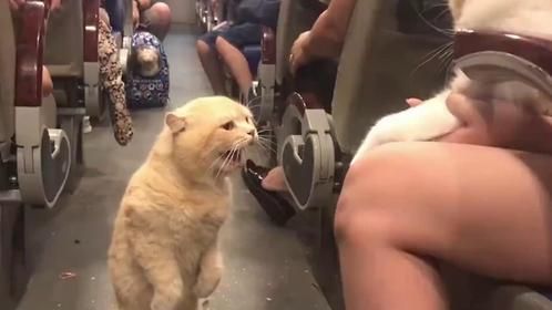 橘猫坐火车，回来发现主人抱着其它猫，瞬间发飙：给本喵下来！