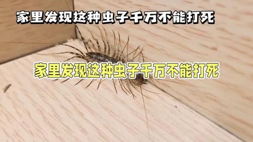 在家里发现这种虫子，千万不能直接打死，它可能是在帮你