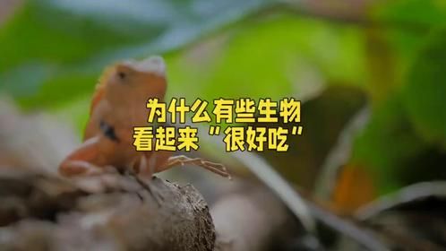 为什么有些动物看起来很好吃世界