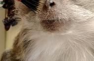 宠物猴时尚指南：看美国猴宝如何化妆与主人互动