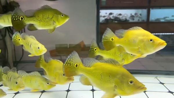 精品短身黄金巴西亚：巴西亚金鱼是一种受欢迎的淡水鱼类其体型短而紧凑 巴西亚鱼