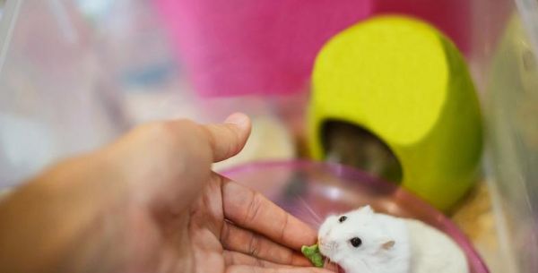 新买的仓鼠应该如何喂食？