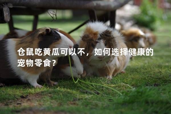 仓鼠吃黄瓜可以不，如何选择健康的宠物零食？