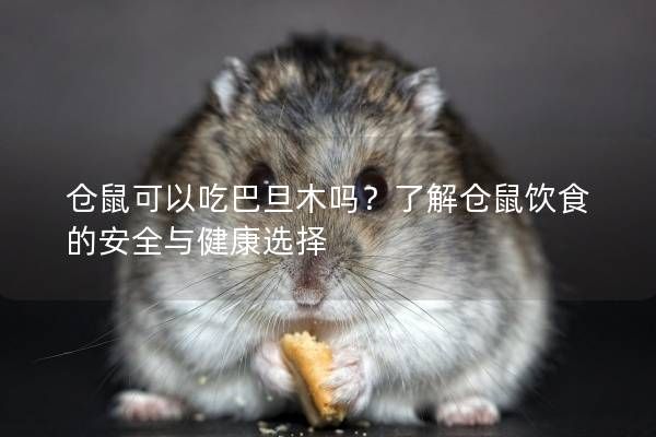仓鼠可以吃巴旦木吗？了解仓鼠饮食的安全与健康选择