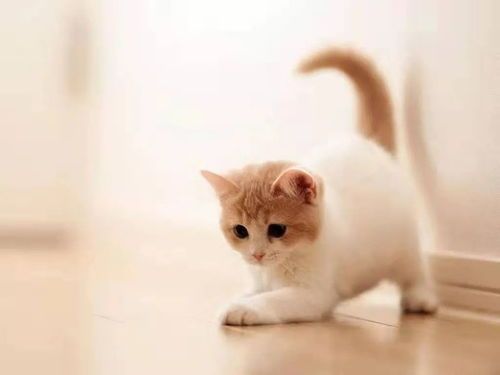 猫咪联盟举办宠物摄影大赛,你家的萌宠能脱颖而出吗?