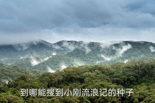 到哪能搜到小刚流浪记的种子