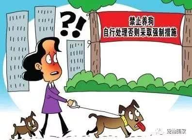 过来人的心里话：新手养狗要考虑这3个问题，千万不要盲目养狗