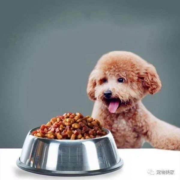 过来人的心里话：新手养狗要考虑这3个问题，千万不要盲目养狗