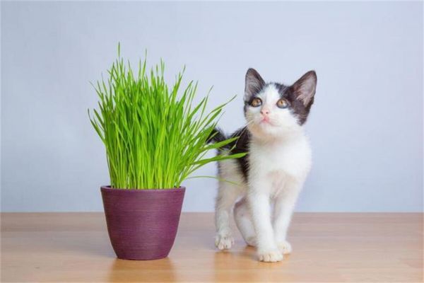 种猫草的方法和步骤，学会再也不用买化毛膏了！