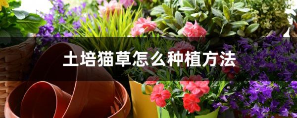 土培猫草怎么种植方法