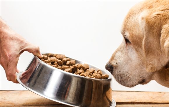 多种犬种适用，宠迈鑫狗粮贴心呵护每只狗狗