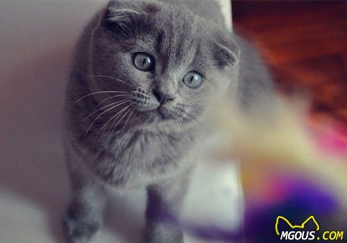 猫咪可以吃狗粮吗？