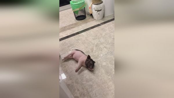 看一下老四是怎么了