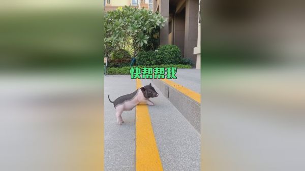 老四腿也太短了吧