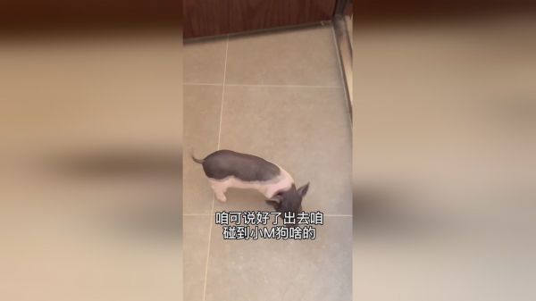老四还是听到懂人话的嘛？