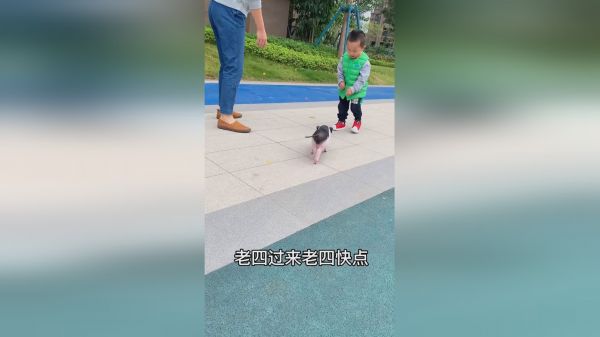 老四又想搞事情