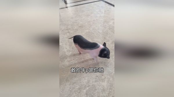 孙悟空到了