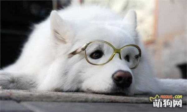 狗狗换毛怎么办？