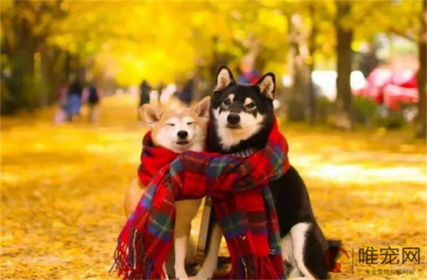狗狗换毛期一般持续多久 如何护理
