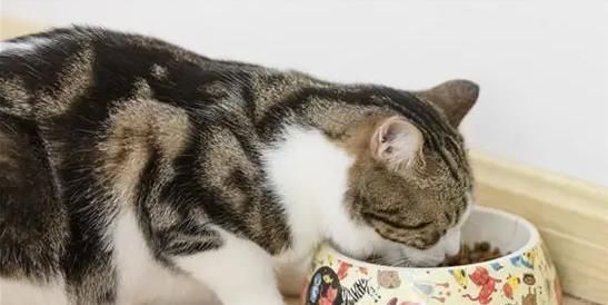 猫咪换毛期怎么吃（让它吃对食物）