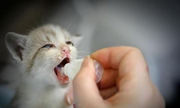 猫咪换毛期怎么吃（让它吃对食物）