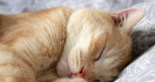 猫咪换毛期怎么吃（让它吃对食物）